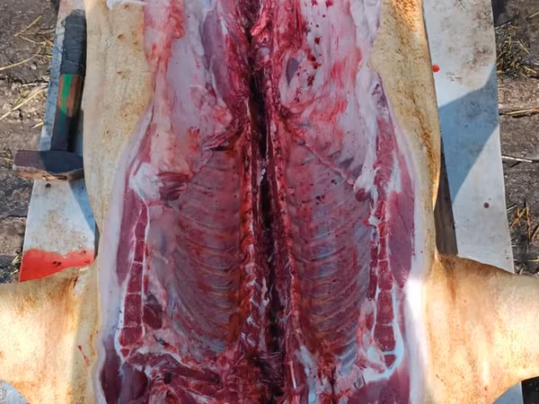 Vind carne de porc de casa crescut cu resturi de la gradinite