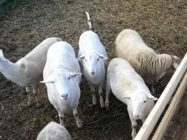 Баран, Katum sheep