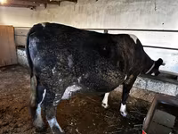 Сиыр, Simmental cattle — 3-сурет