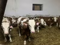 公牛, Simmental cattle — 照片 4
