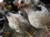 Chickens — 4-сурет