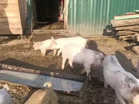 Schweine (Partie, Geschlecht nicht angegeben), Крупная белая — Foto 2