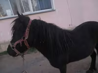 فرس, Shetland Pony — الصورة 3