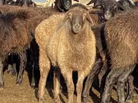 Schaf, Edilbay sheep — Foto 4