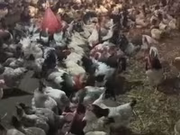 Chickens — الصورة 1