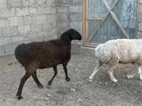 كبش, الأغنام — الصورة 2