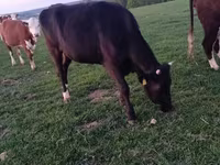 Kuh, Simmental cattle — Foto 3