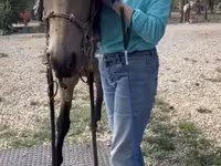 حصان, Missouri foxtrotter — الصورة 7