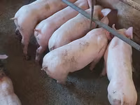 Eber, Schweine — Foto 4