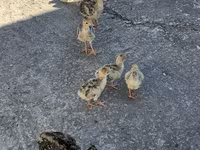 Turkeys — 2-сурет
