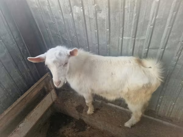 Ziege, Saanen goat