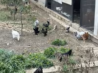 Chickens — الصورة 2