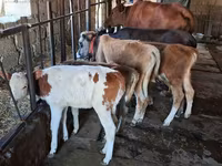 Bulle, Simmental cattle — Foto 2