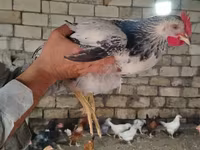 Chickens — foto 3