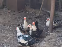Ducks — الصورة 1
