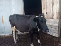 بقرة, Russian Black pied cattle — الصورة 1