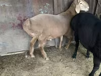 Widder, Hissar sheep — Foto 4