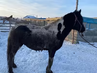 Айғыр, Yakutian horse — 3-сурет