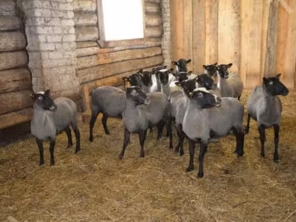 Ram, Romanov sheep