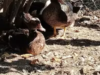 Geese — Foto 7