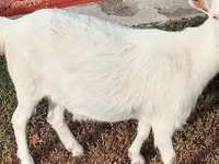 Ziege, Saanen goat — Foto 2