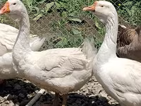 Geese — foto 5