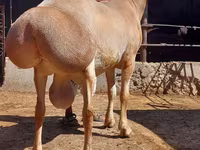 كبش, الأغنام — الصورة 2