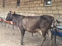 गाय, मवेशी — फ़ोटो 3