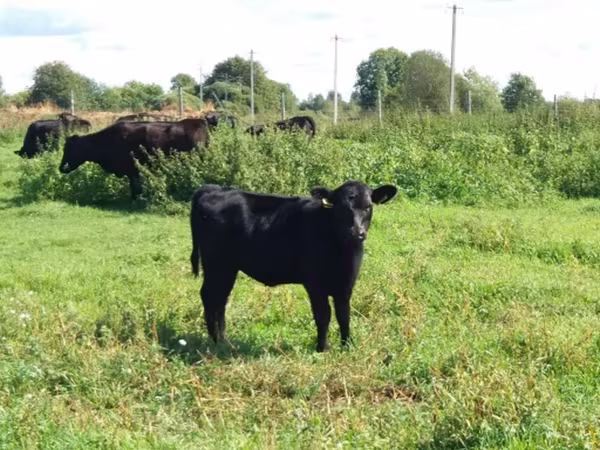 Aberdeen-Angus