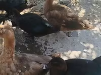 Ducks — फ़ोटो 2
