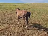Hengst, Karabakh horse — Foto 5