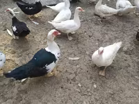 Ducks — 1-rasm