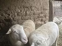 公羊, Dorper sheep — 照片 3