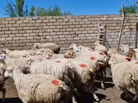 نعجة, الأغنام — الصورة 7