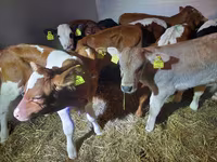 सांड, Simmental cattle — फ़ोटो 2