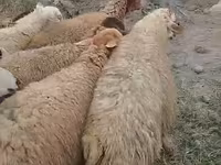 أغنام (دفعة، الجنس غير محدد), الأغنام — الصورة 2