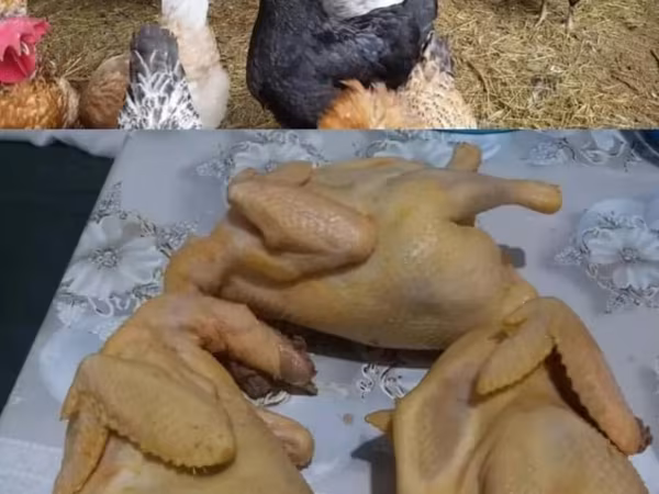 براهما