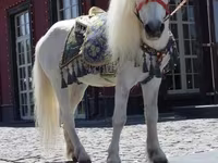 Caballo, Caballos — foto 7