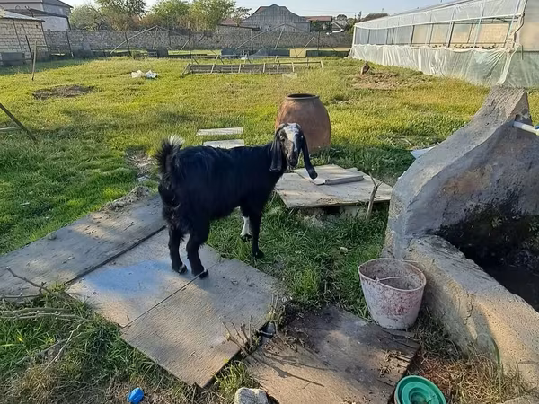 Goat, Goats