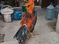 Chickens — Foto 4