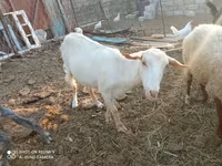 बकरा, बकरियाँ — फ़ोटो 6