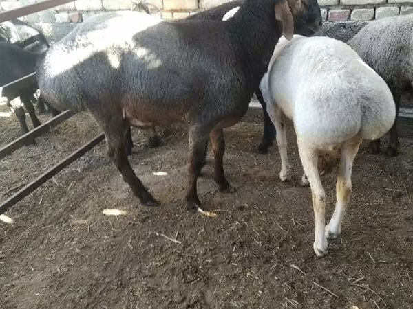 Qoç, Qoyunlar
