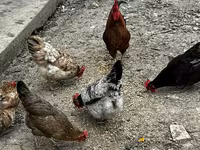 Chickens — 2-сурет