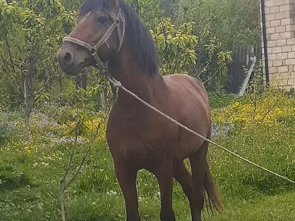 Hengst, Azerbaijan horse