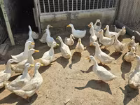 Ducks — foto 1