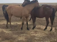 Кобила, Mugalzhar horse — фото 2