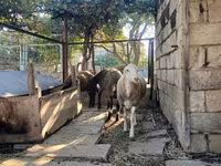 Oveja, Ovejas — foto 1