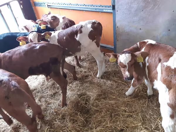 Toro, Simmental cattle