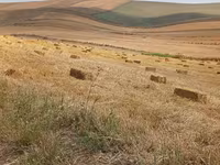 Saman balyaları – düzbucaqlı pres - Yeni biçindən toplanmış, quru və — foto 2