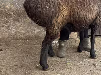 मेढ़ा, Edilbay sheep — फ़ोटो 6